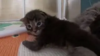 Motherhood Mood: Aisha Feeds Her Kittens Like a Queen 👑🐾 (1 Week Old)