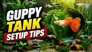Guppy Fish Tank Set Up Tips #guppyfish #guppyfishtanksetup #fishkeepinghobby