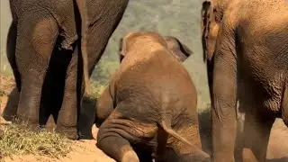 The Cutest Dust Bath Ever: Baby Elephant's Hilarious Sand Bath with Mom