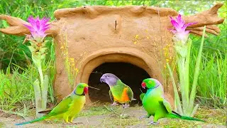 LCareTV Rescue abandoned parrot Build crab House for Survival Shelter