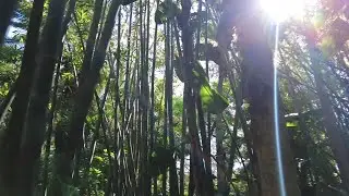 The hidden wonders of St. Pete's Sunken Gardens