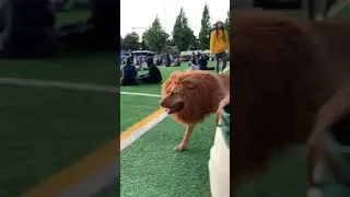 #Dog with #Lion breed.