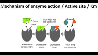Enzyme action, Actice Site of enzyme and Km constant