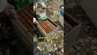 Lutter contre le varroa en saison