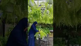 Cara Pruning Pakis Hias