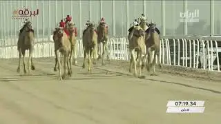ش1 السباق الختامي للحيل والزمول (الأشواط المفتوحة) مهرجان سمو الأمير المفدى 31-3-2022