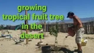 Trying to grow this tropical fruit trees in the desert #foodforest #tropicaltree #desert