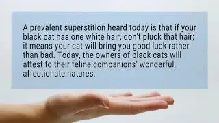 What does it mean when a black cat stares at you ?