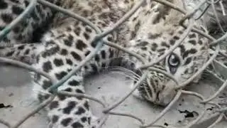 LEOPARD CAPTURED BY                             | WILDLIFE | CONTROL | ROOM | ACHABAL