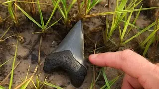 I found a RARE shark tooth while exploring after Hurricane Imelda