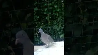 Le Pigeon ramier dans le jardin