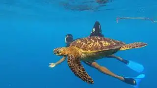 Turtle Sea Scooter Safari@ArikiAdventuresRarotongaCookIs