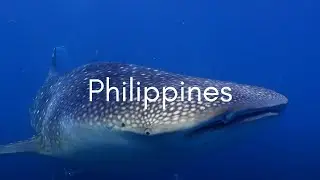 Seadoors Liveaboard - Philippines diving 2023 - Palawan - Tubbataha - Visayas - Underwater video