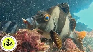 Hungry Magpie Perch