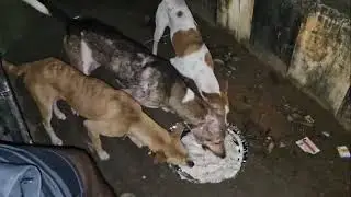 ఆరోగ్యం బాగోక వెళ్ళలేదు 😔🥹7993650049🙏🏻 #shorts #dogfeeding #dogsfunny
