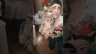 2 micie o più 😂😂#sanremo2023 #mengoni #parodia #duevite #gatti #tiktok