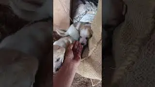 Buddi pillalni Naku parichayam chesindhi ammamma vachindhi ani ,💞🐶#youtubevideos #youtube 