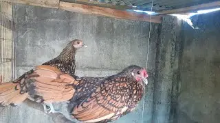 Um pouco da minha criação, de garnize e nagazaki.( inicio viu galera).😀🐓🐓🐓