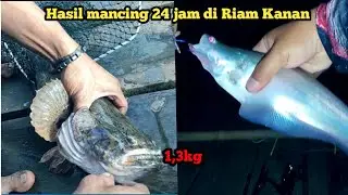 24 jam mancing di riam kanan dapat ikan apa saja..?? || anas_kbu