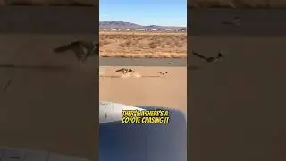 REAL LIFE LOONEY TUNES: Coyote Chases Roadrunner&hellip; AT AN AIRPORT?!