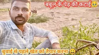 बबूल का पेड़ काटने का सही तरीका | Babool Tree Cutting Process | देसी तरीका