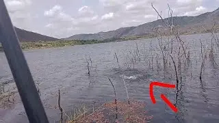 Traíra bruta.. Cê tá maluco, pescaria boa demais da conta.🎣