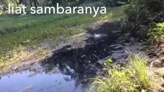 Ikan Gabus Gak kenal Nyerah.