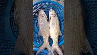 很少見這麼大體型的午仔魚(五絲多指馬鮁) 一條2.4公斤超大體型