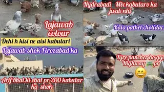 Firozabad ki kabutarbazi | kabutar bazi ka gadh | arif bhai ka shok | 200 kabutar lajwab pigeon