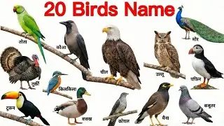 25 पक्षियों के नाम | Birds Name English to Hindi Early Learning | Birds Name and Sound Part3