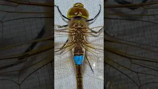 Dragonfly macro photography #dragonfly #macrophotography