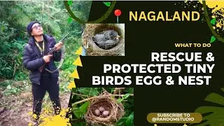 Save bird, save environment || Rescue birds egg & nest || #savebirds #saveenvironment #northeast 🐦