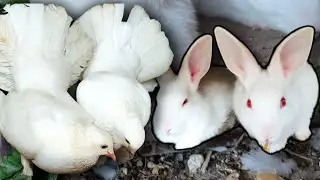Master Cage Boht Ganda Ho Gaya hai 🤢😣. #animallovers4k #pigeon #rabbit