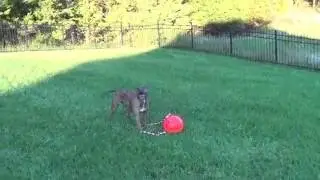 dozur video crazy wild Pitbull with new dog toy invention TUGGO dog toy!