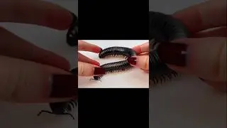 mochimochi Centipede #animals #funny #shorts