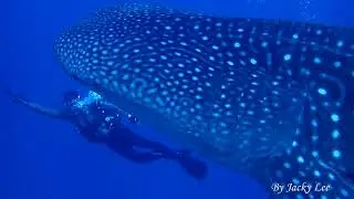 Rhincodon typus