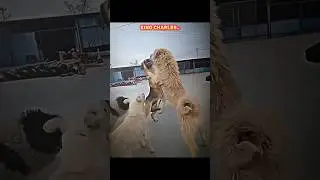 Other Dogs Confrontation 🐶 vs The Last One 🔥 | Epic Showdown #shorts   #viralshorts  #dogs