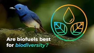 The EU must decarbonise shipping and aviation &ndash; but at what cost to biodiversity?