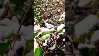Frozen Fluff!!! Pls subscribe & watch my long videos, thanks😶&zwj;🌫️ #snowing #mskepoineurope