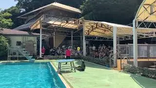 【Awashima Marine Park】Sea Lion Show (1st - 11:00-)