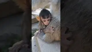 DeeDee baby monkey #shortvideo