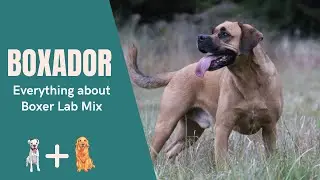 Boxador – Everything about Boxer Lab Mix