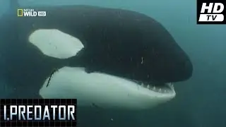 Yo Depredador  (2011)  -6-  Orca  HDtv  National Geographic