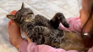 なぜこの猫さんを選んだのか5歳娘に聞いてみたら感動の答えが...