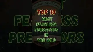 TOP 10 Most Fearless Predators in the Wild #naturelovers #wildlife #animals #fearless #predators