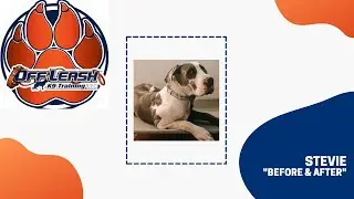 Stevie | 1 Year Old Great Dane | Large Breed Obedience Transformation
