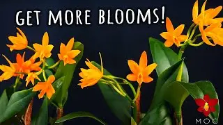 How to make your Orchid bigger and with more flowers!