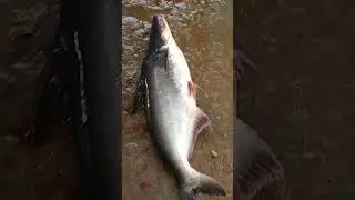 big fish caught#shorts