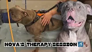 Путешествие к новой возможности ходить | Сеанс терапии Новы 💙🐾🐕