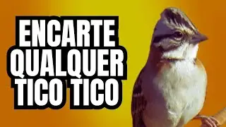 CANTO DO TICO TICO PRA DEIXAR O SEU TICO TICO MALUCO ENCARTE DE TICO TICO PERFEITO FOGUEA E ESQUENTA